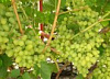 Ранний виноград «Аркадия»