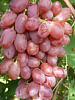 Средний виноград «Лада»