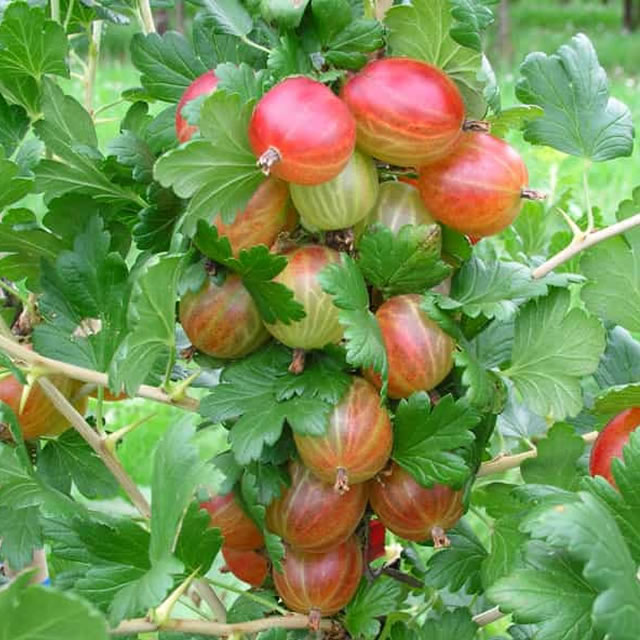Крыжовник Ксения