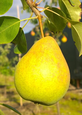 Груша Конкорд