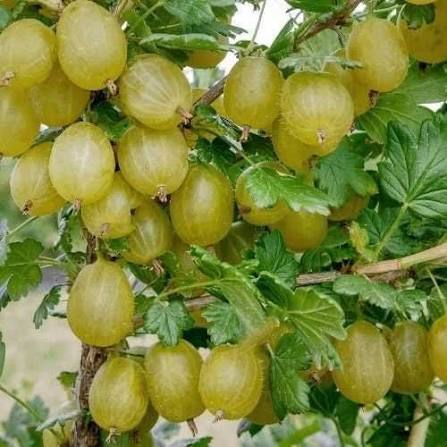 Крыжовник Орфей
