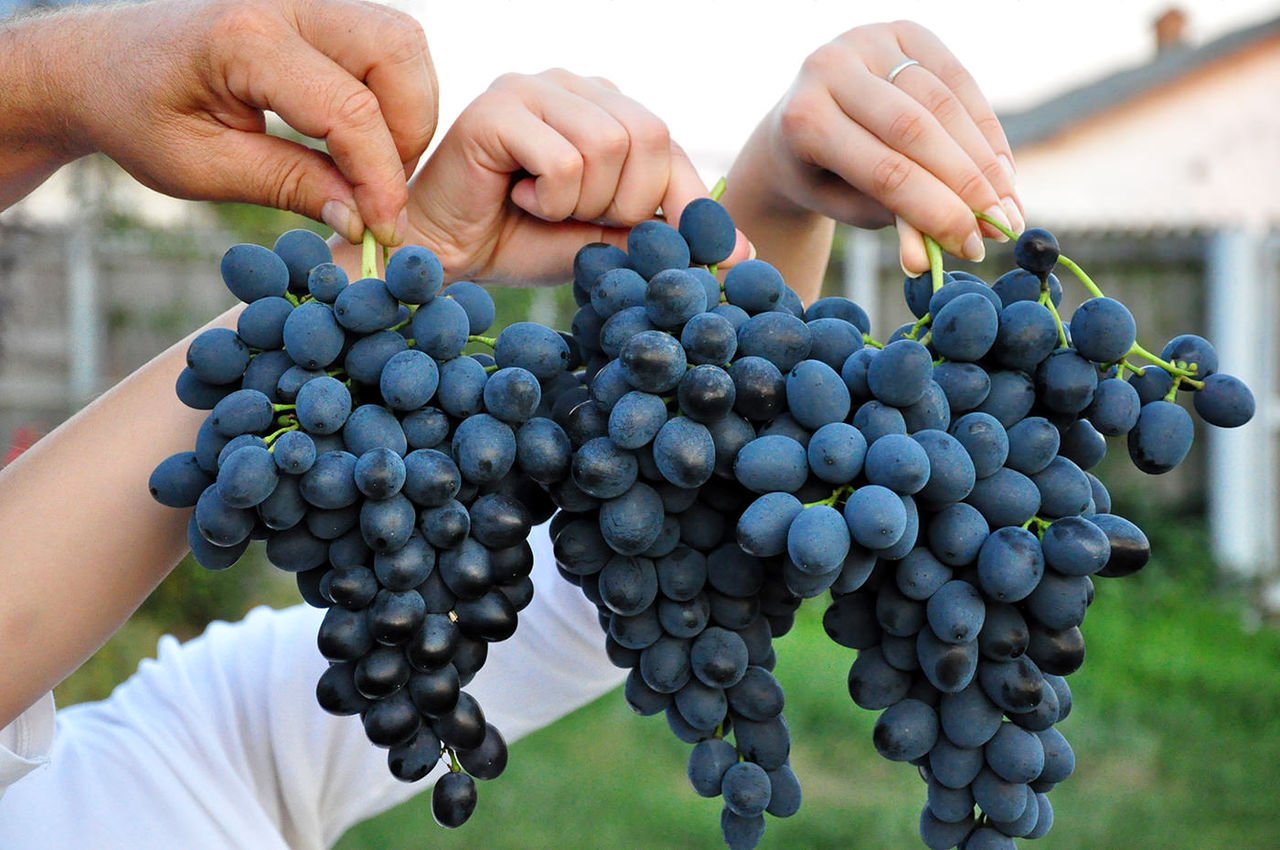 Сажать и выращивать виноград - легко и просто. Пошаговая инструкция