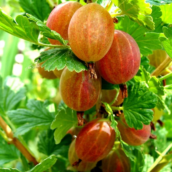 Крыжовник Машека