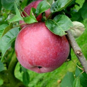 Яблоня Кариот-7