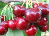 Черешня Донецкая красавица