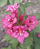 Вейгела цветущая “Nana Purpurea”