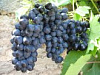 Ранне-средний виноград «Лада»
