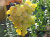 Сверхранний виноград «Галахад»