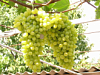 Ранне-средний виноград «Аркадия»